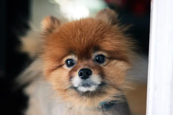 Pomeranian that looks like a fox