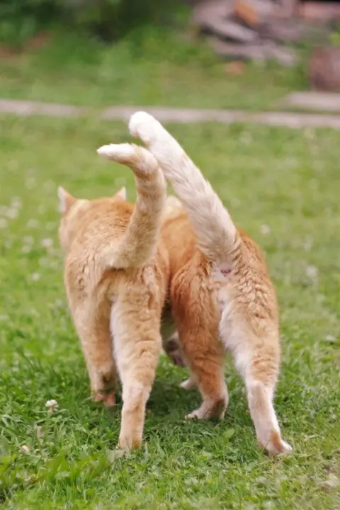 dos gatos caminando uno al lado del otro