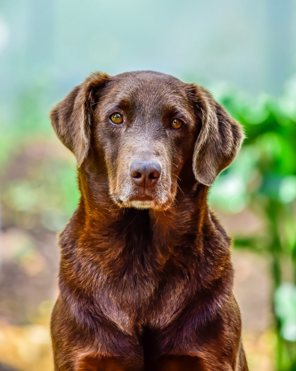 ¿Por qué mi perro chilla al azar?