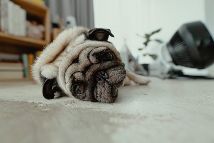 sad pug