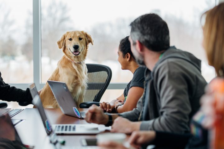 cane seduto su una sedia