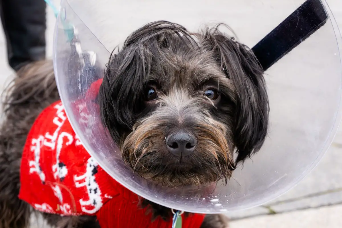 dog in a cone