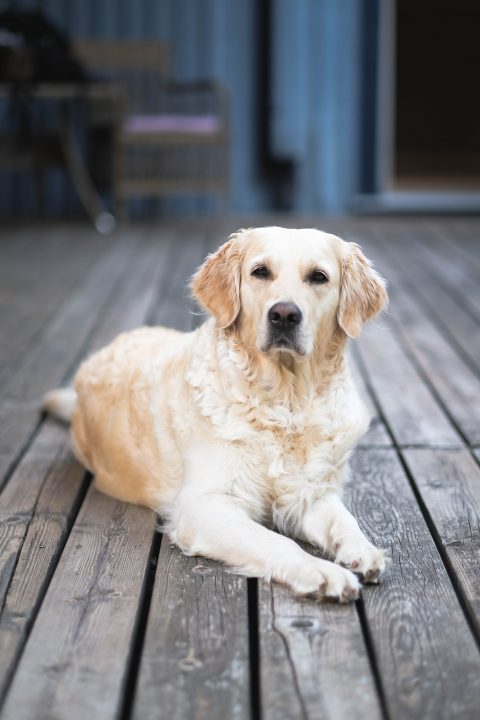 isolated dog