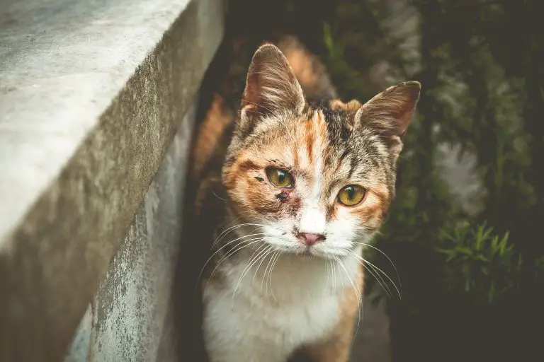 ¿Qué pomada antibiótica es segura para los gatos?