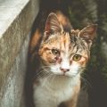 what antibiotic ointment is safe for cats