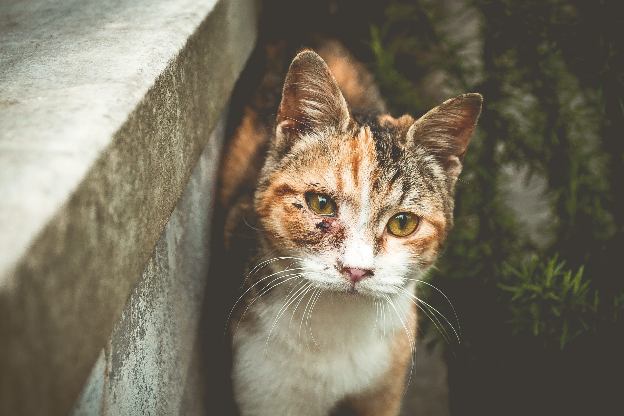 What Antibiotic Ointment is Safe for Cats? Read Before Applying