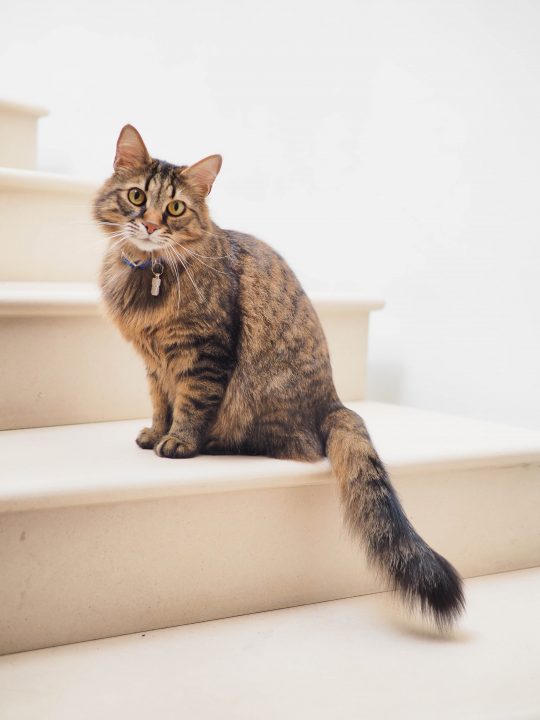 long haired cat wearing collar