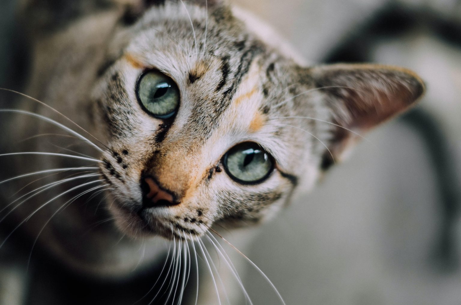 What Antibiotic Ointment is Safe for Cats? Read Before Applying