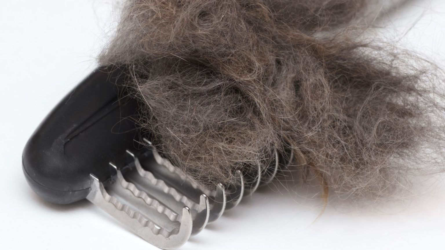 Olive Oil For Cat Mats The Best Natural Remedy Walkies and Whiskers