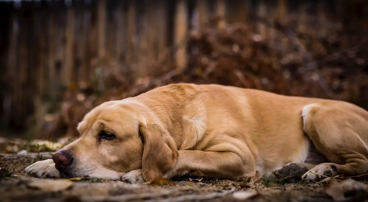 cane che soffre