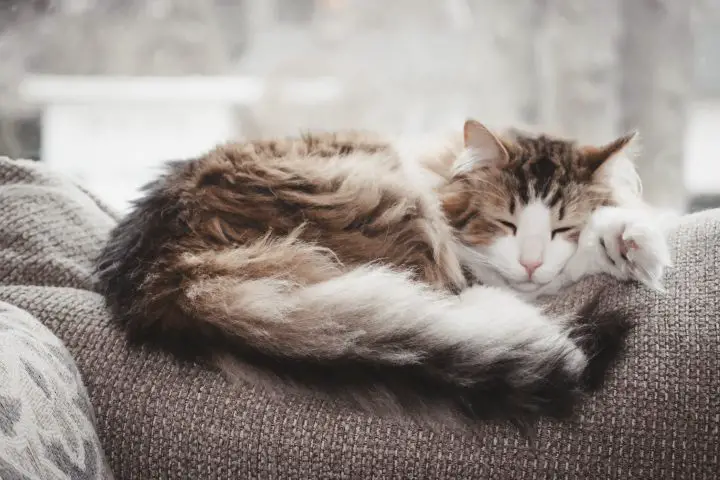 i gatti a pelo lungo sono inclini alla stuoia