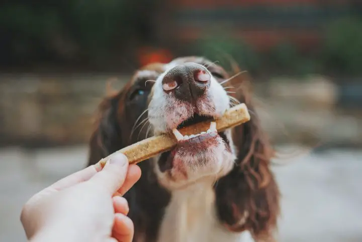 dogs have better sense of taste than cats