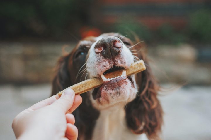 les chiens ont un meilleur sens du goût que les chats