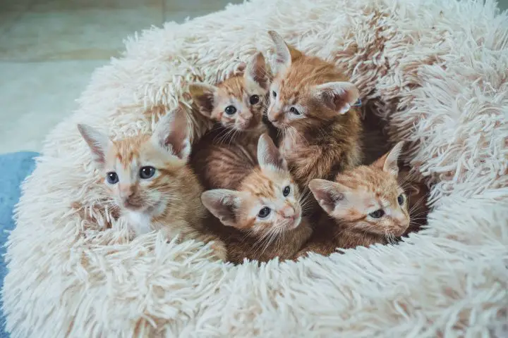 portée de chatons