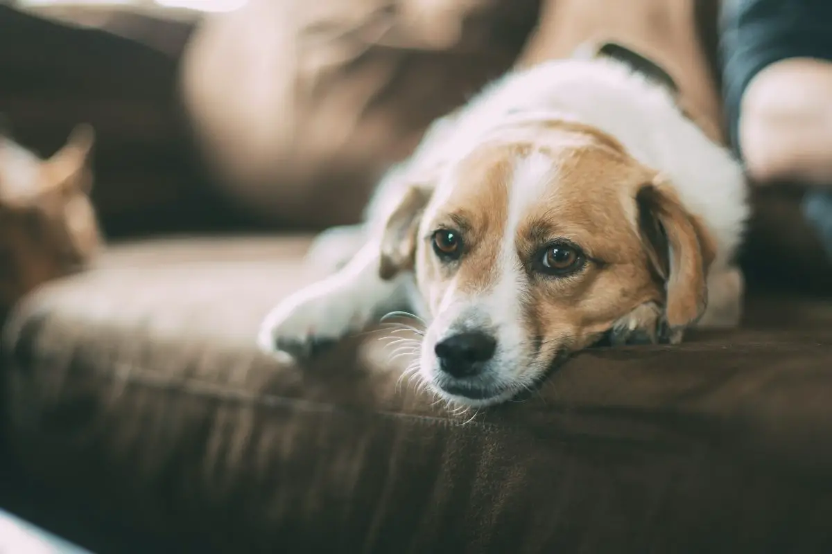 ¿Por qué mi perro aúlla sin razón?