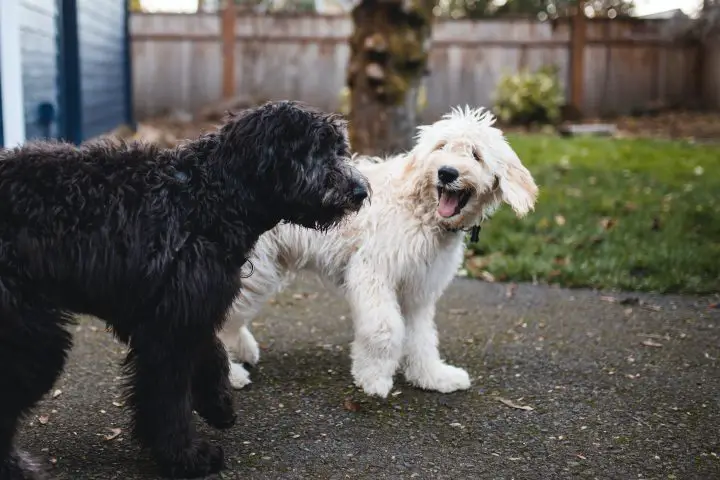 how to prevent kennel cough from spreading