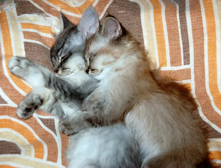 cuantos gatitos hay en una primera camada