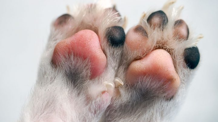 Las almohadillas de las patas del perro se vuelven rosas