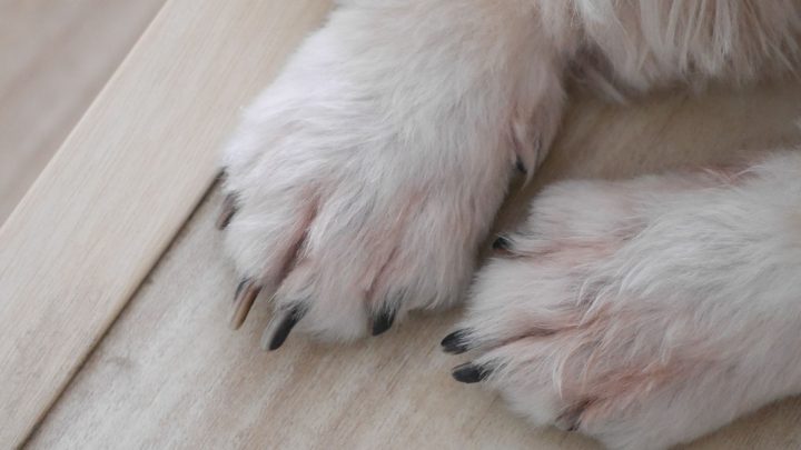 I cuscinetti delle zampe del cane diventano rosa