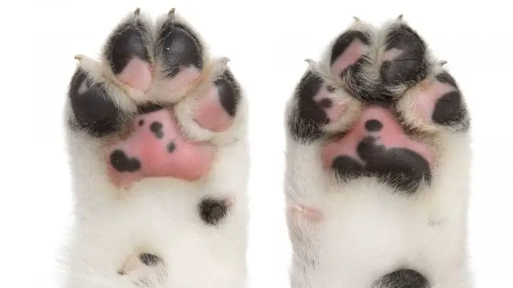 Las almohadillas de las patas del perro se vuelven rosas