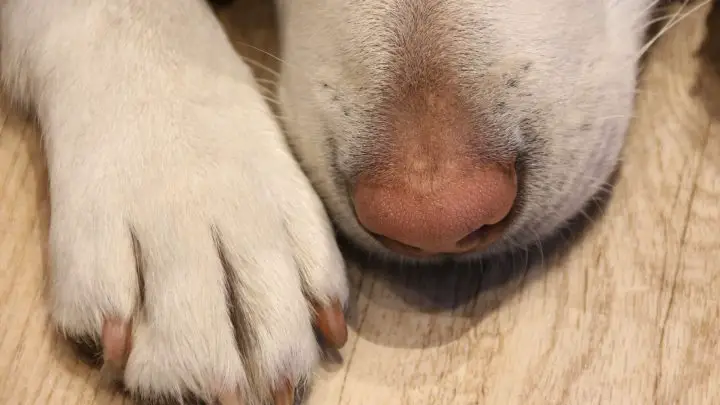 Dog’s Paw Pads Turning Pink