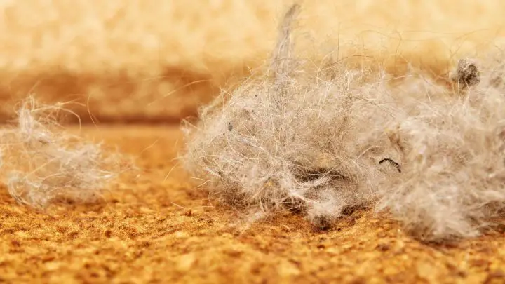 How To Unmat Cat Hair - Tips for Getting Out Matting in Cat Fur - Walkies  and Whiskers