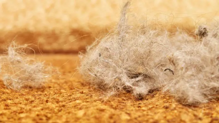 Cómo desenredar el pelo de gato