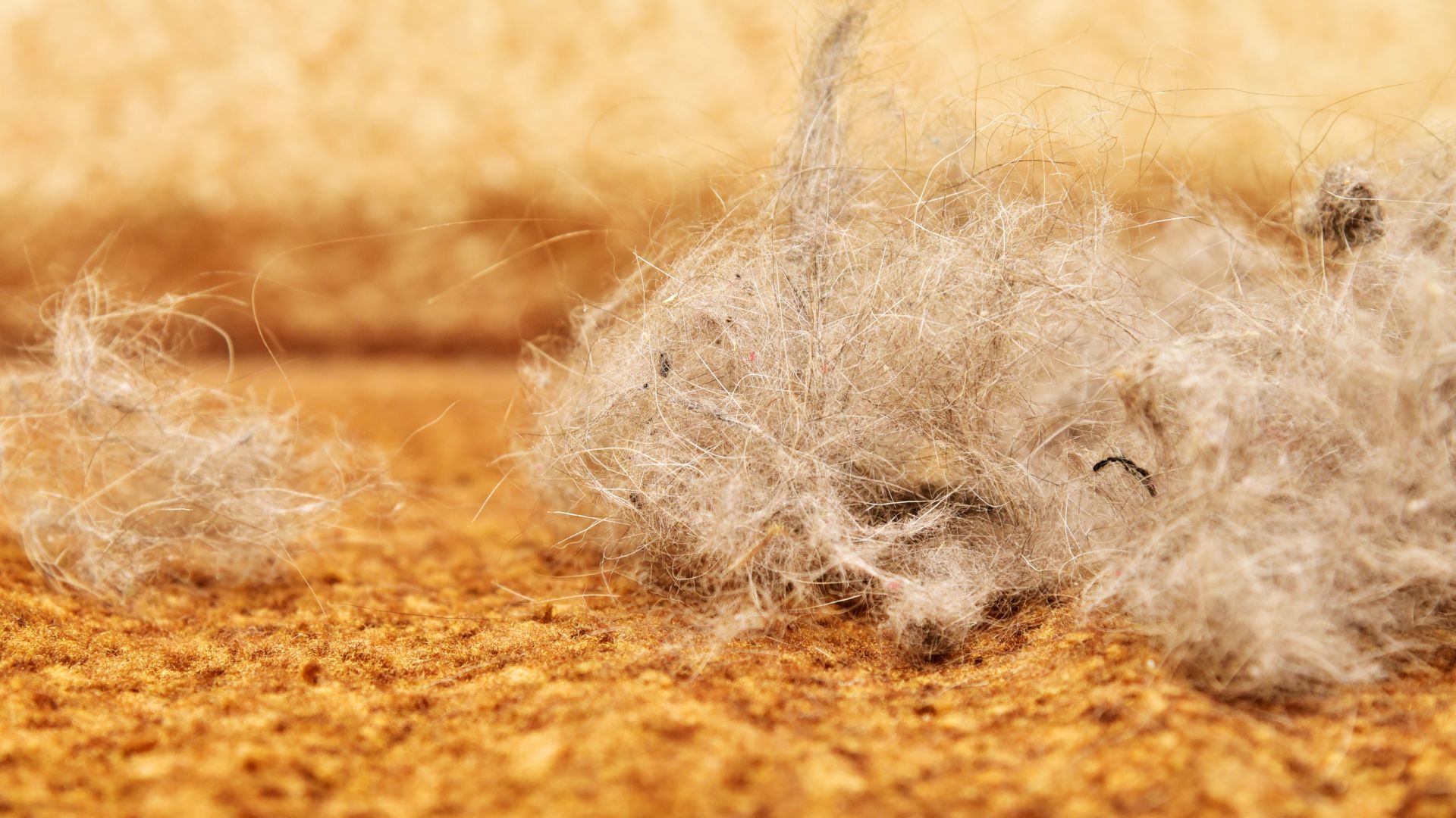 How To Unmat Cat Hair Tips for Getting Out Matting in Cat Fur