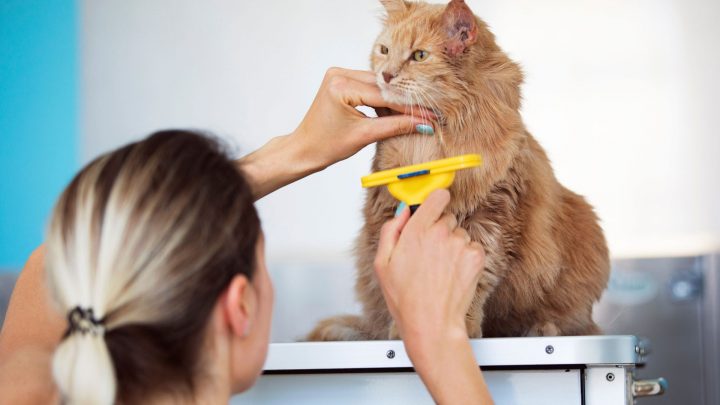 Wie man Katzenhaar entwirrt