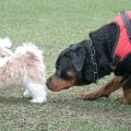 Warum lecken sich meine Hunde gegenseitig den Intimbereich ab?