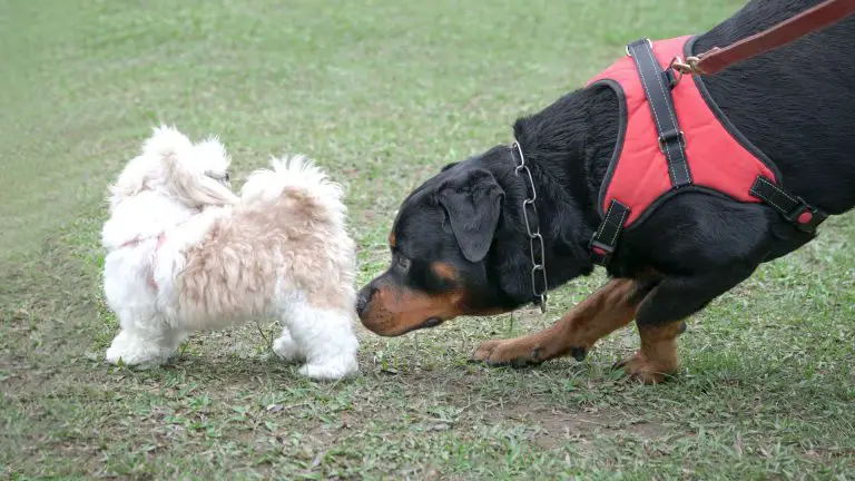 Pourquoi mes chiens se lèchent-ils les zones privées ?