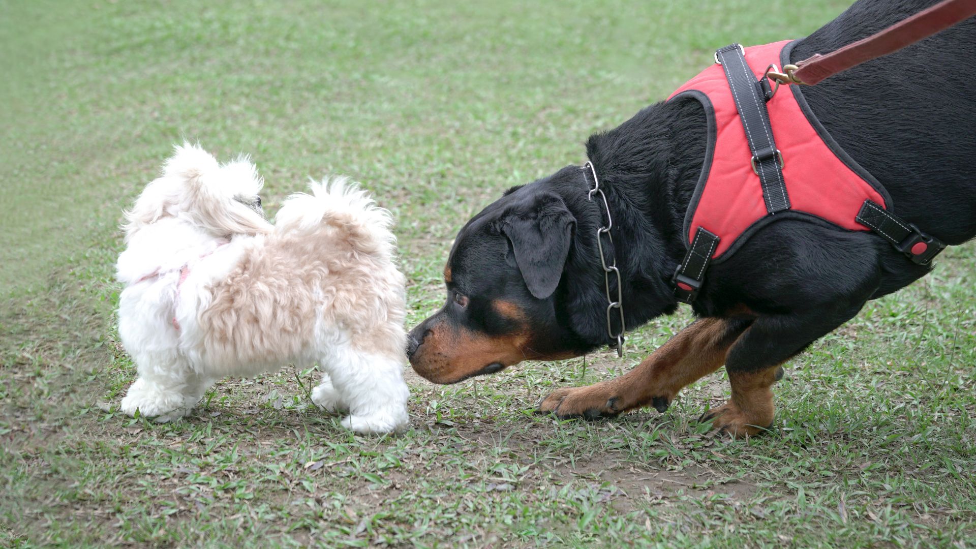 Why Do My Dogs Lick Each Other's Private Areas? EXPLAINED Walkies and