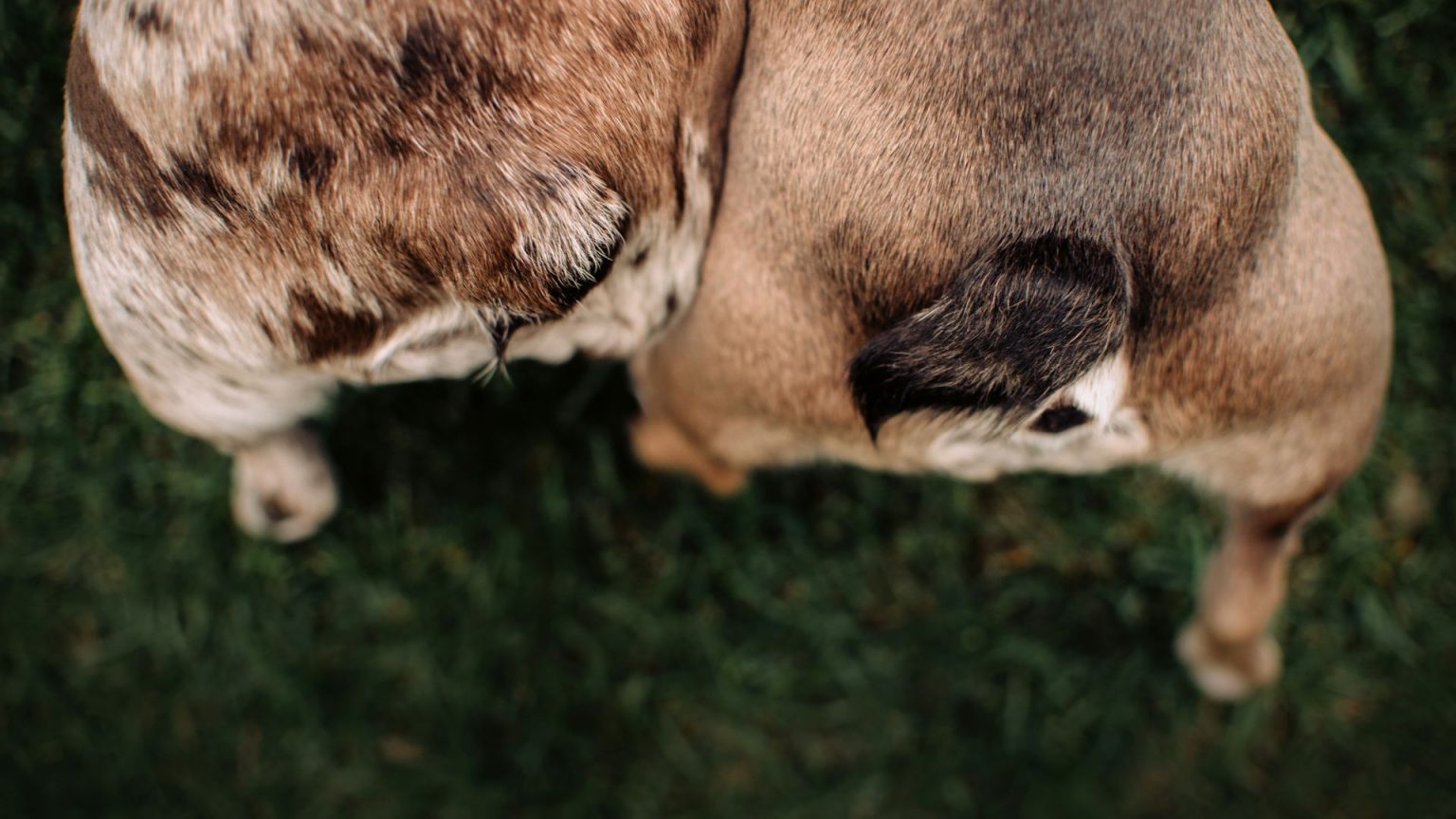 Why Do My Dogs Lick Each Other's Private Areas? EXPLAINED Walkies and