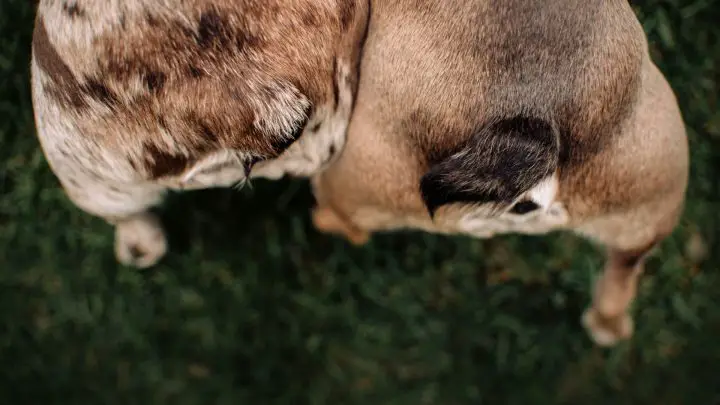 Perché i miei cani si leccano a vicenda nelle aree private?