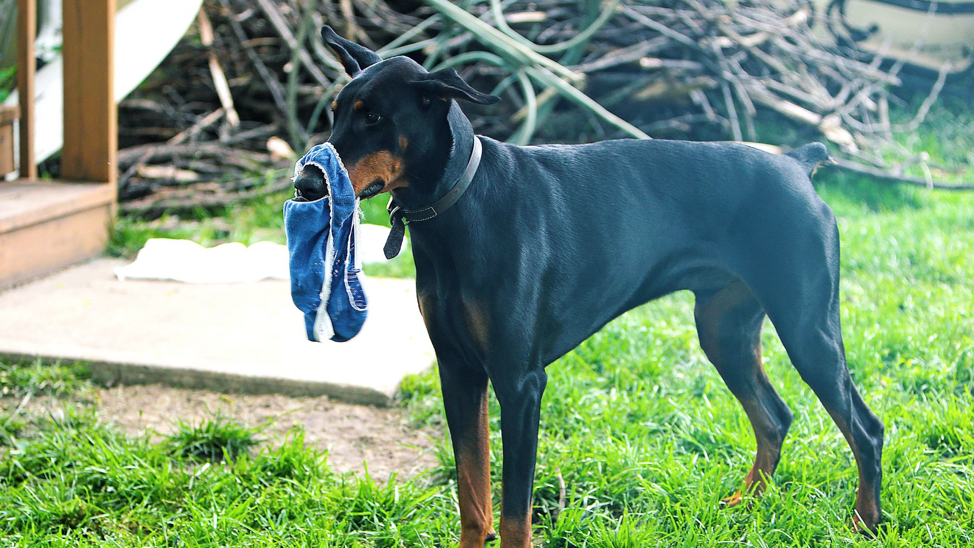 Why Does My Dog Eat My Underwear? Walkies and Whiskers