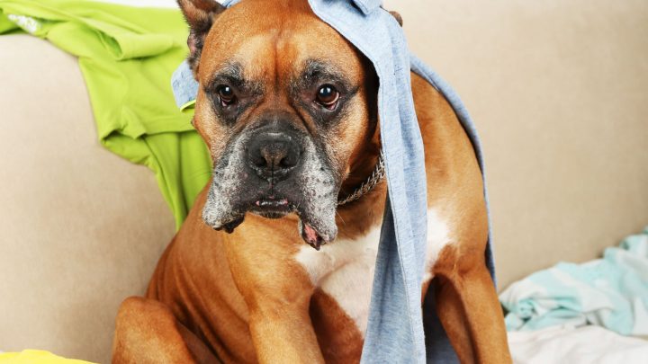 Pourquoi mon chien mange-t-il mes sous-vêtements ?