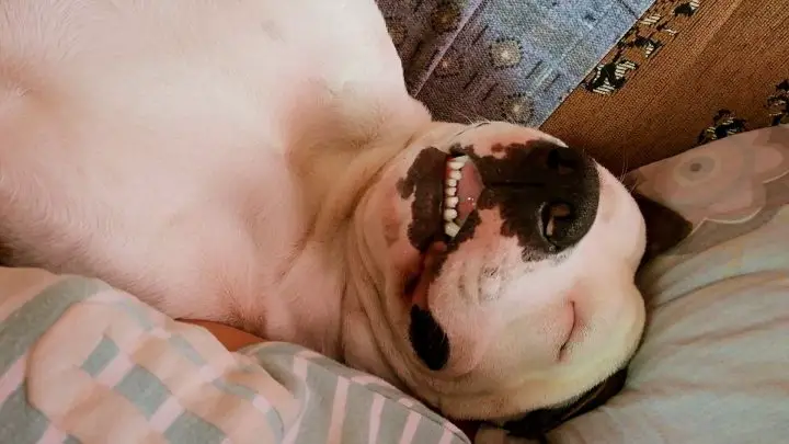 ¿Por qué mi perro duerme con la lengua afuera?