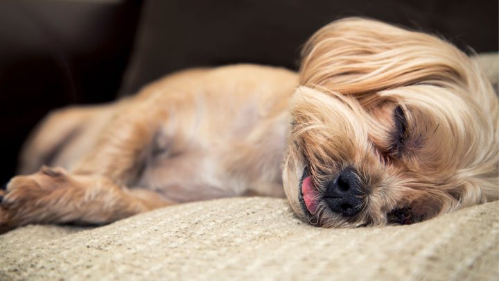 Pourquoi mon chien dort-il la langue tirée ?