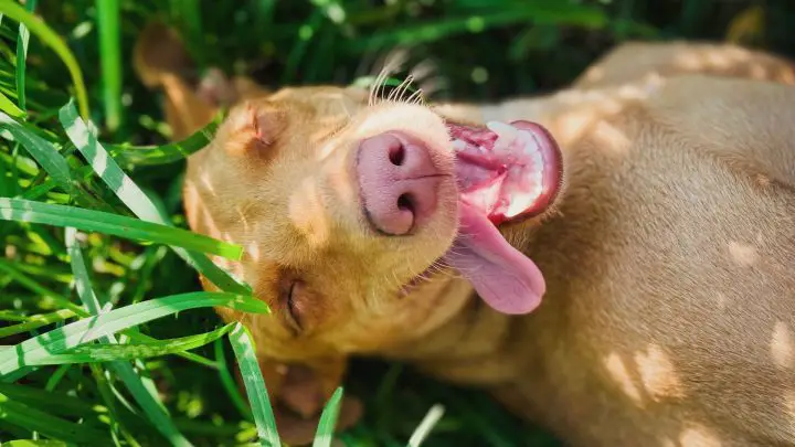 ¿Por qué mi perro duerme con la lengua afuera?