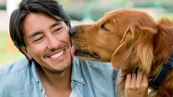 Why Does My Dog Nibble My Ear?