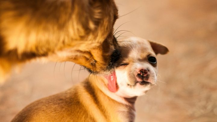 Perché il mio cane mi mordicchia l'orecchio?