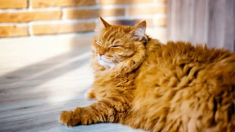 Coconut Oil For Matted Cat Hair