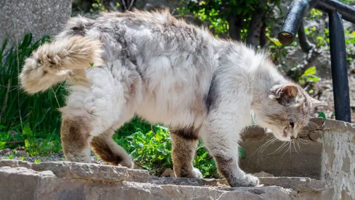 Olio di cocco per peli di gatto arruffati