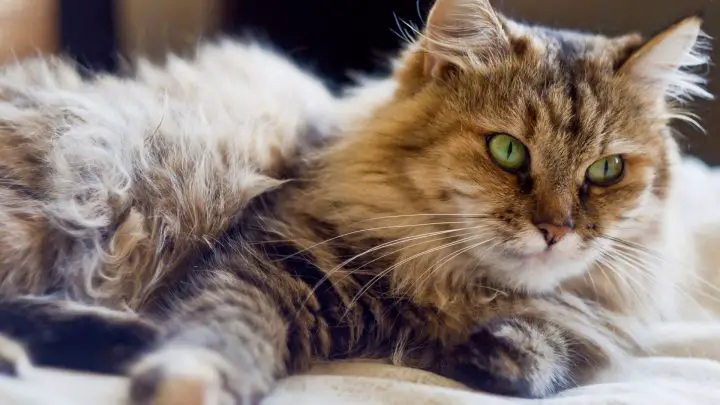 Coconut Oil For Matted Cat Hair