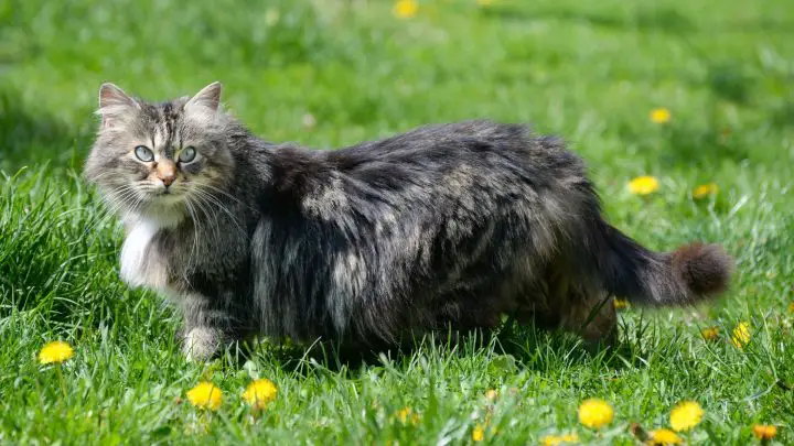 Aceite de coco para pelo de gato enmarañado