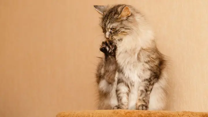 Olio di cocco per peli di gatto arruffati - Un rimedio naturale per tappetini per gatti
