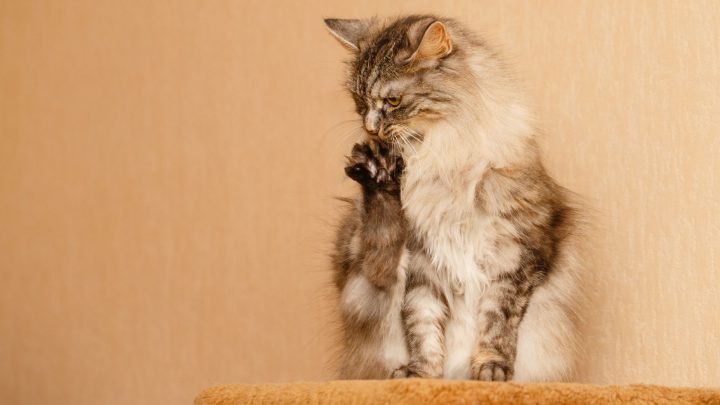 Aceite de coco para el pelo de gato enmarañado: un remedio natural para gatos