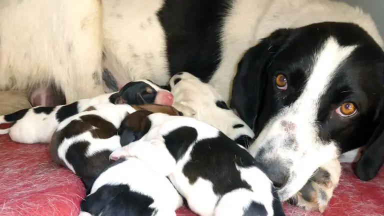 Qué alimentar a un perro lactante para aumentar la leche