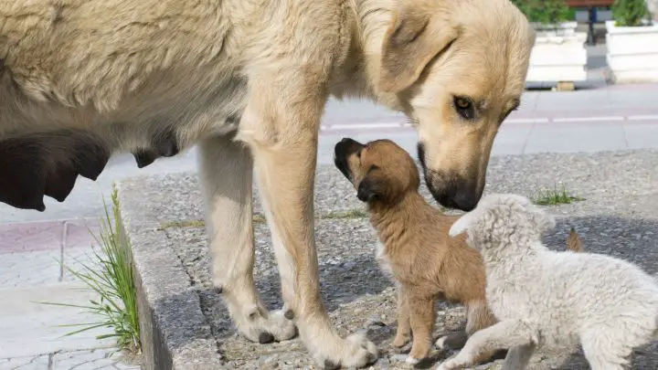 Quoi nourrir un chien qui allaite pour augmenter le lait