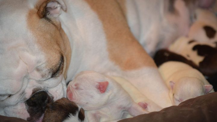 Qué alimentar a un perro lactante para aumentar la leche